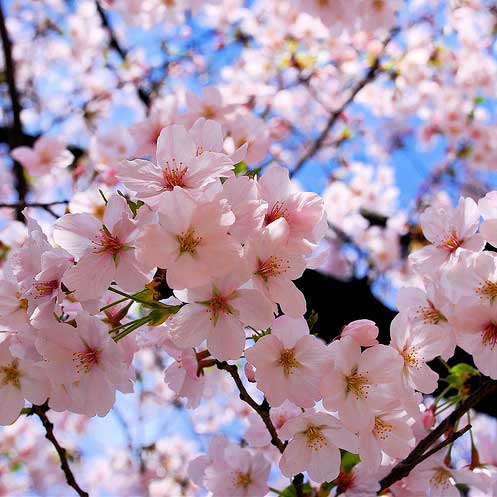 86 Gambar Regu Bunga Sakura Paling Bagus